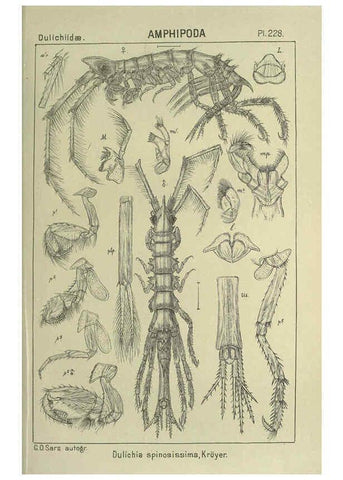 Reproducción/Reproduction 6194972593: An account of the Crustacea of Norway. v.1 Amphipoda (plates) Christiania,A. Cammermeyer,1895-1928