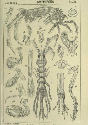 Reproducción/Reproduction 6194972593: An account of the Crustacea of Norway. v.1 Amphipoda (plates) Christiania,A. Cammermeyer,1895-1928