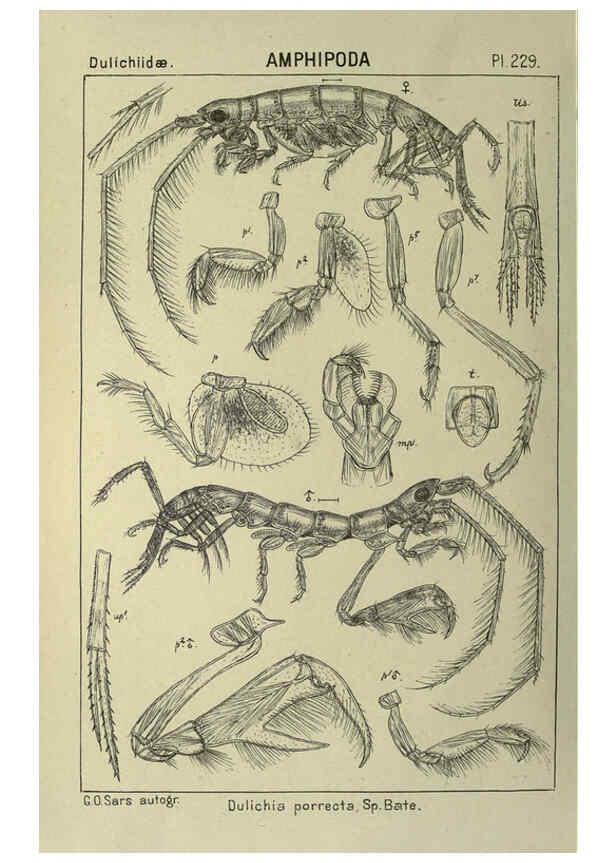 Reproducción/Reproduction 6194972781: An account of the Crustacea of Norway. v.1 Amphipoda (plates) Christiania,A. Cammermeyer,1895-1928