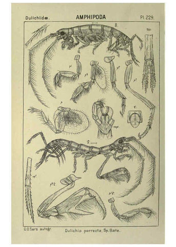 Reproducción/Reproduction 6194972781: An account of the Crustacea of Norway. v.1 Amphipoda (plates) Christiania,A. Cammermeyer,1895-1928