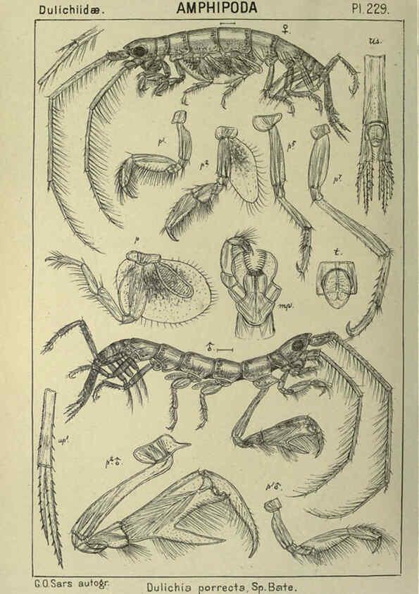 Reproducción/Reproduction 6194972781: An account of the Crustacea of Norway. v.1 Amphipoda (plates) Christiania,A. Cammermeyer,1895-1928