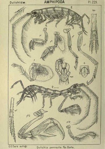 Reproducción/Reproduction 6194972781: An account of the Crustacea of Norway. v.1 Amphipoda (plates) Christiania,A. Cammermeyer,1895-1928