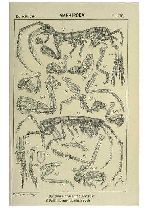 Reproducción/Reproduction 6195489884: An account of the Crustacea of Norway. v.1 Amphipoda (plates) Christiania,A. Cammermeyer,1895-1928
