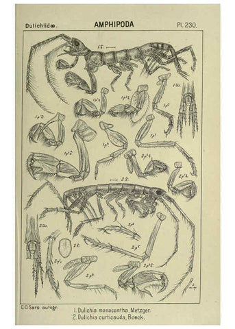 Reproducción/Reproduction 6195489884: An account of the Crustacea of Norway. v.1 Amphipoda (plates) Christiania,A. Cammermeyer,1895-1928