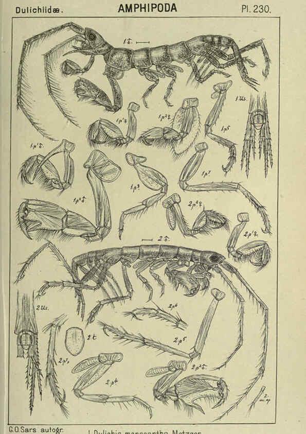 Reproducción/Reproduction 6195489884: An account of the Crustacea of Norway. v.1 Amphipoda (plates) Christiania,A. Cammermeyer,1895-1928