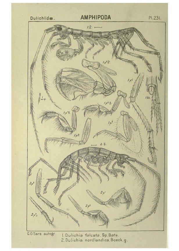 Reproducción/Reproduction 6194973287: An account of the Crustacea of Norway. v.1 Amphipoda (plates) Christiania,A. Cammermeyer,1895-1928