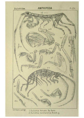 Reproducción/Reproduction 6194973287: An account of the Crustacea of Norway. v.1 Amphipoda (plates) Christiania,A. Cammermeyer,1895-1928