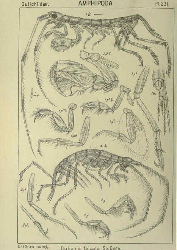 Reproducción/Reproduction 6194973287: An account of the Crustacea of Norway. v.1 Amphipoda (plates) Christiania,A. Cammermeyer,1895-1928