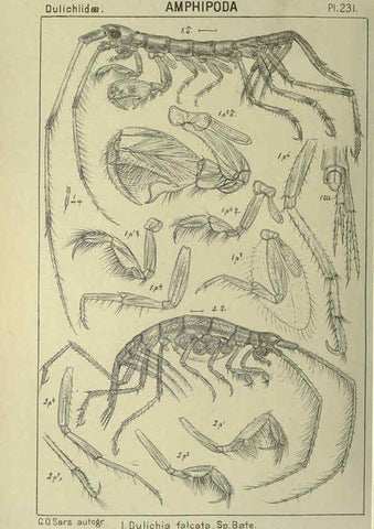 Reproducción/Reproduction 6194973287: An account of the Crustacea of Norway. v.1 Amphipoda (plates) Christiania,A. Cammermeyer,1895-1928