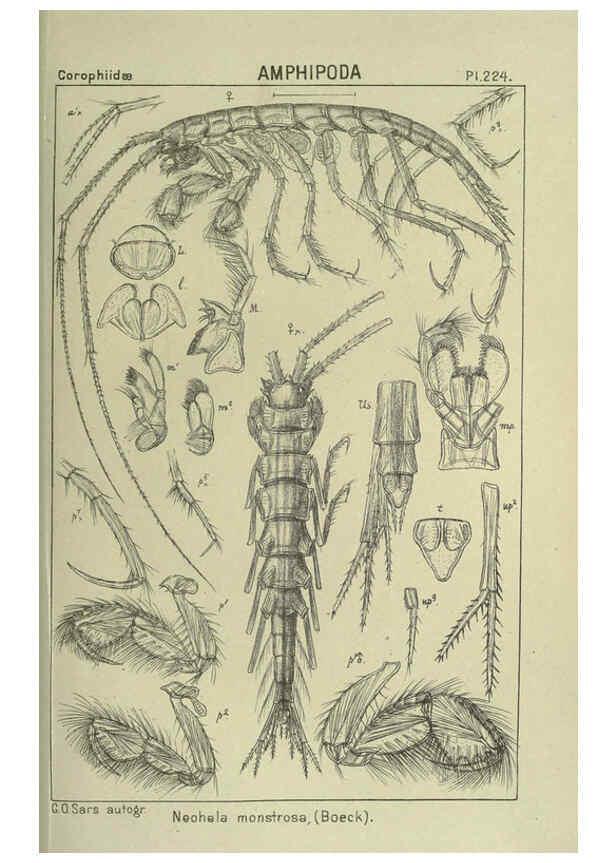 Reproducción/Reproduction 6194971539: An account of the Crustacea of Norway. v.1 Amphipoda (plates) Christiania,A. Cammermeyer,1895-1928