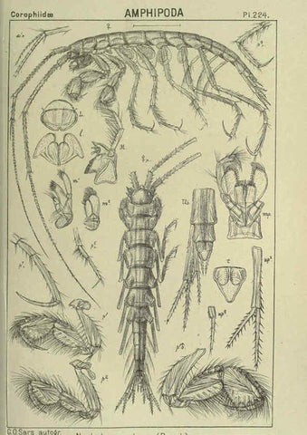 Reproducción/Reproduction 6194971539: An account of the Crustacea of Norway. v.1 Amphipoda (plates) Christiania,A. Cammermeyer,1895-1928