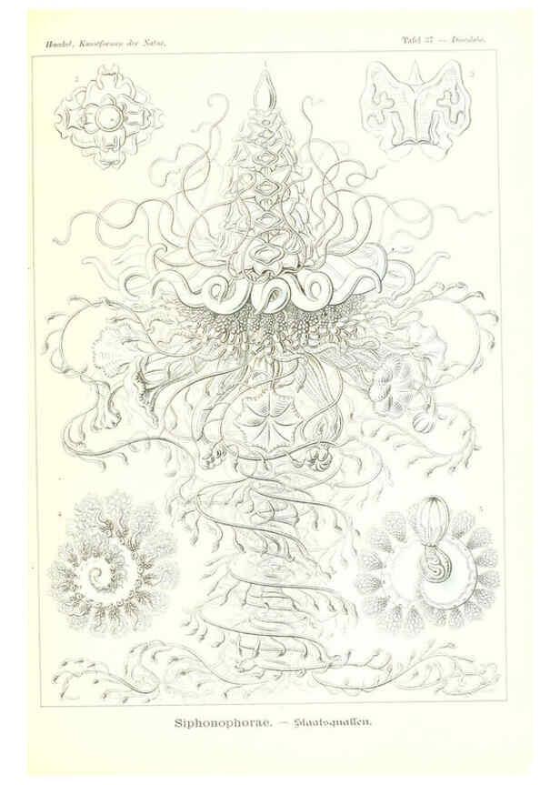 Reproducción/Reproduction 6197838512: Kunstformen der Natur Leipzig und Wien :Verlag des Bibliographischen Instituts,1904