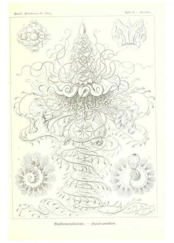 Reproducción/Reproduction 6197838512: Kunstformen der Natur Leipzig und Wien :Verlag des Bibliographischen Instituts,1904