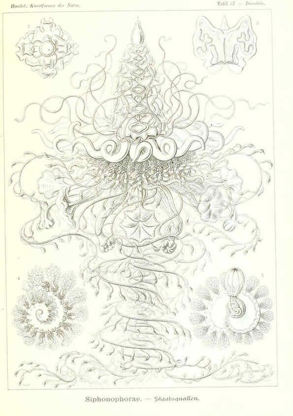 Reproducción/Reproduction 6197838512: Kunstformen der Natur Leipzig und Wien :Verlag des Bibliographischen Instituts,1904