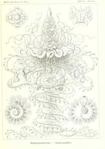 Reproducción/Reproduction 6197838512: Kunstformen der Natur Leipzig und Wien :Verlag des Bibliographischen Instituts,1904
