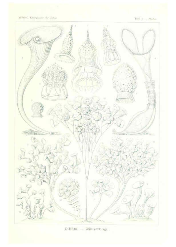 Reproducción/Reproduction 6197313951: Kunstformen der Natur Leipzig und Wien :Verlag des Bibliographischen Instituts,1904