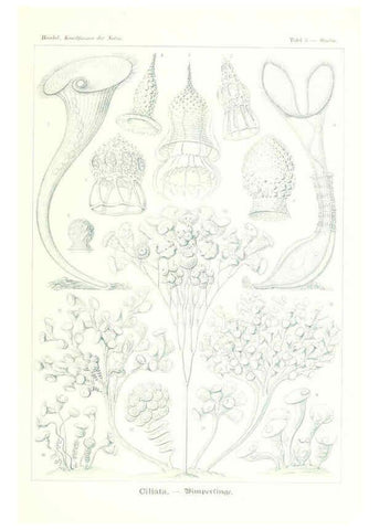 Reproducción/Reproduction 6197313951: Kunstformen der Natur Leipzig und Wien :Verlag des Bibliographischen Instituts,1904
