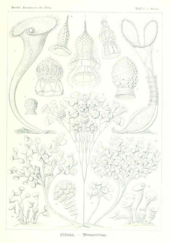 Reproducción/Reproduction 6197313951: Kunstformen der Natur Leipzig und Wien :Verlag des Bibliographischen Instituts,1904