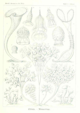 Reproducción/Reproduction 6197313951: Kunstformen der Natur Leipzig und Wien :Verlag des Bibliographischen Instituts,1904
