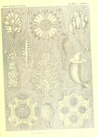 Reproducción/Reproduction 6197833558: Kunstformen der Natur Leipzig und Wien :Verlag des Bibliographischen Instituts,1904