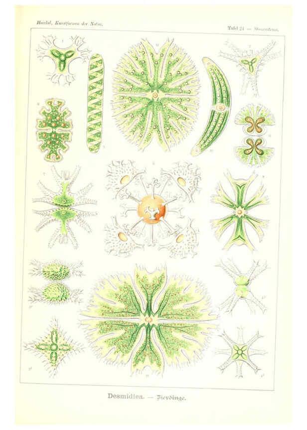 Reproducción/Reproduction 6197836342: Kunstformen der Natur Leipzig und Wien :Verlag des Bibliographischen Instituts,1904