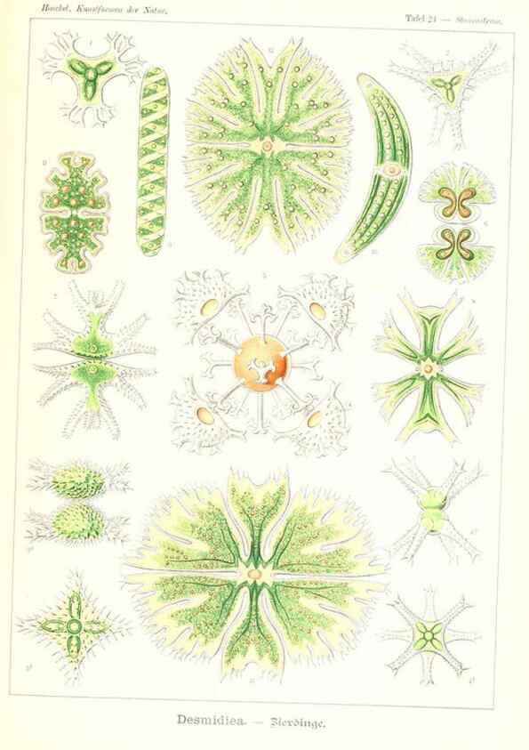 Reproducción/Reproduction 6197836342: Kunstformen der Natur Leipzig und Wien :Verlag des Bibliographischen Instituts,1904