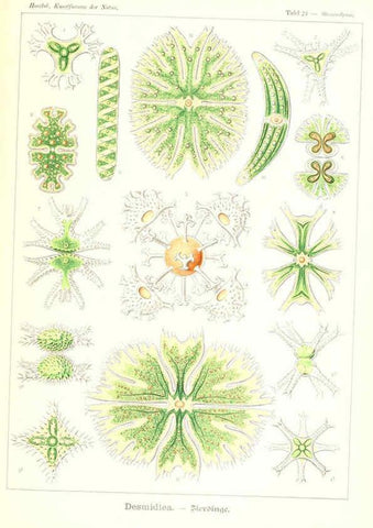 Reproducción/Reproduction 6197836342: Kunstformen der Natur Leipzig und Wien :Verlag des Bibliographischen Instituts,1904