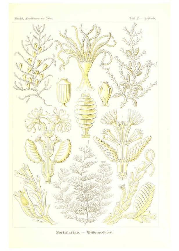 Reproducción/Reproduction 6197317051: Kunstformen der Natur Leipzig und Wien :Verlag des Bibliographischen Instituts,1904