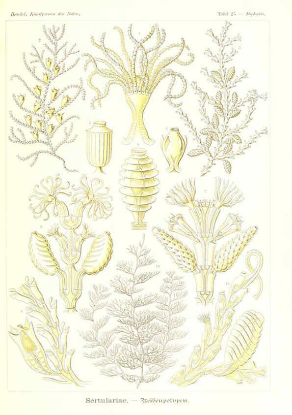 Reproducción/Reproduction 6197317051: Kunstformen der Natur Leipzig und Wien :Verlag des Bibliographischen Instituts,1904
