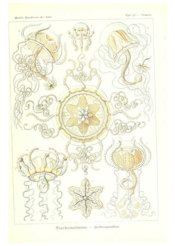Reproducción/Reproduction 6197317197: Kunstformen der Natur Leipzig und Wien :Verlag des Bibliographischen Instituts,1904