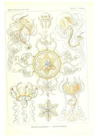 Reproducción/Reproduction 6197317197: Kunstformen der Natur Leipzig und Wien :Verlag des Bibliographischen Instituts,1904