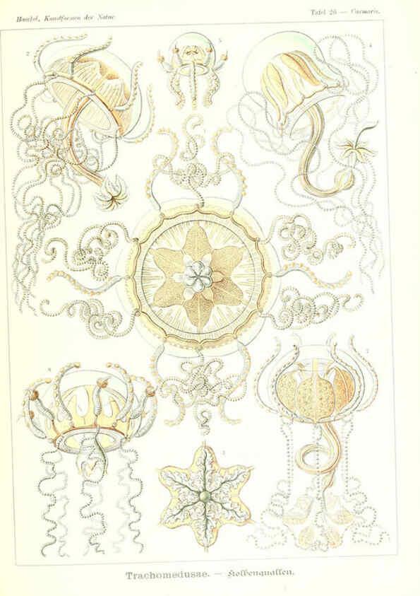 Reproducción/Reproduction 6197317197: Kunstformen der Natur Leipzig und Wien :Verlag des Bibliographischen Instituts,1904