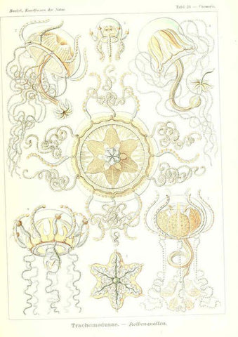 Reproducción/Reproduction 6197317197: Kunstformen der Natur Leipzig und Wien :Verlag des Bibliographischen Instituts,1904