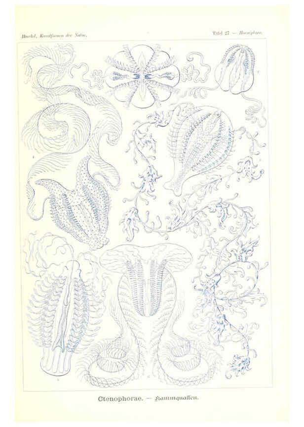 Reproducción/Reproduction 6197317359: Kunstformen der Natur Leipzig und Wien :Verlag des Bibliographischen Instituts,1904