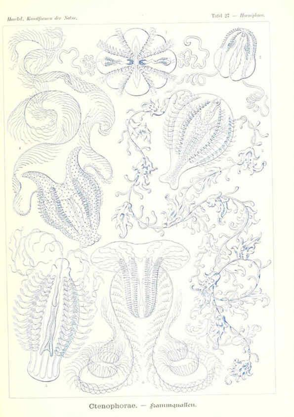 Reproducción/Reproduction 6197317359: Kunstformen der Natur Leipzig und Wien :Verlag des Bibliographischen Instituts,1904