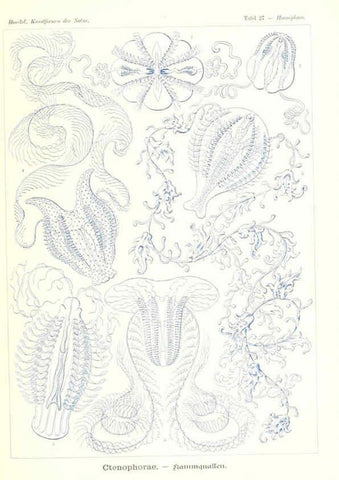 Reproducción/Reproduction 6197317359: Kunstformen der Natur Leipzig und Wien :Verlag des Bibliographischen Instituts,1904