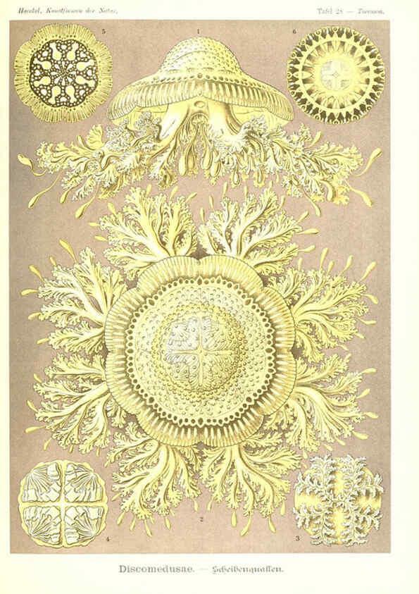 Reproducción/Reproduction 6197836944: Kunstformen der Natur Leipzig und Wien :Verlag des Bibliographischen Instituts,1904