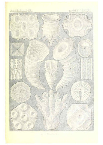 Reproducción/Reproduction 6197837042: Kunstformen der Natur Leipzig und Wien :Verlag des Bibliographischen Instituts,1904