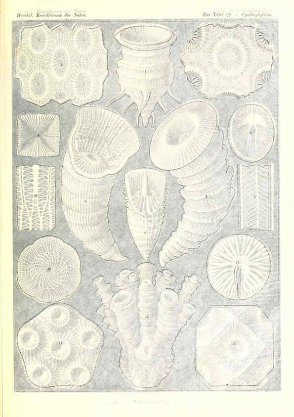 Reproducción/Reproduction 6197837042: Kunstformen der Natur Leipzig und Wien :Verlag des Bibliographischen Instituts,1904