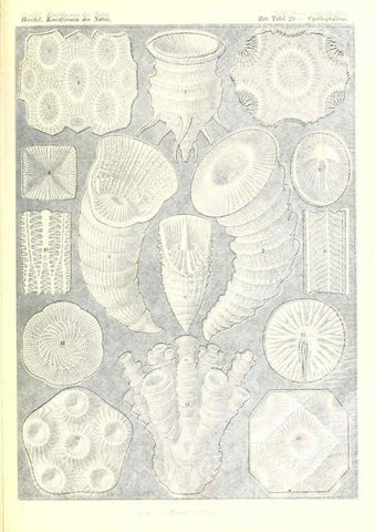 Reproducción/Reproduction 6197837042: Kunstformen der Natur Leipzig und Wien :Verlag des Bibliographischen Instituts,1904