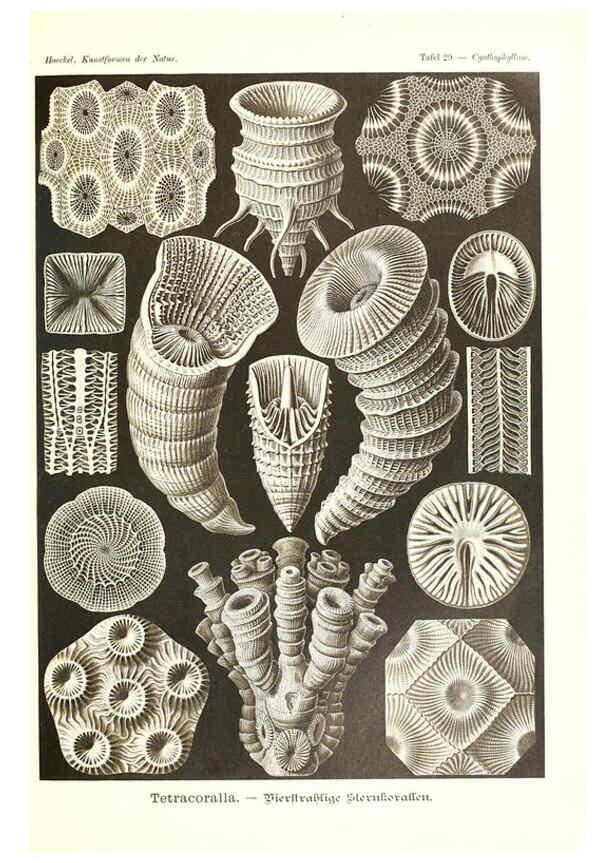 Reproducción/Reproduction 6197317745: Kunstformen der Natur Leipzig und Wien :Verlag des Bibliographischen Instituts,1904