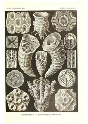 Reproducción/Reproduction 6197317745: Kunstformen der Natur Leipzig und Wien :Verlag des Bibliographischen Instituts,1904