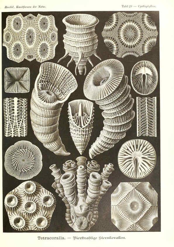 Reproducción/Reproduction 6197317745: Kunstformen der Natur Leipzig und Wien :Verlag des Bibliographischen Instituts,1904