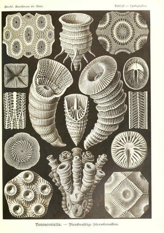 Reproducción/Reproduction 6197317745: Kunstformen der Natur Leipzig und Wien :Verlag des Bibliographischen Instituts,1904