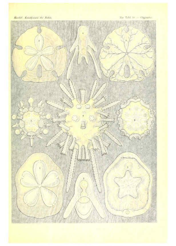 Reproducción/Reproduction 6197317893: Kunstformen der Natur Leipzig und Wien :Verlag des Bibliographischen Instituts,1904