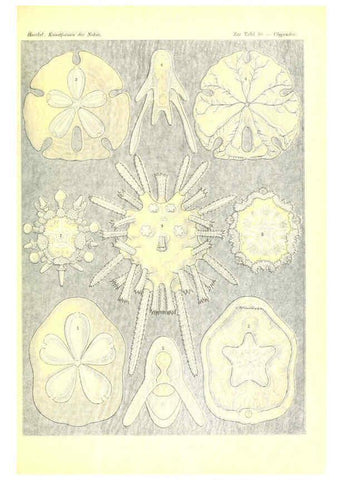 Reproducción/Reproduction 6197317893: Kunstformen der Natur Leipzig und Wien :Verlag des Bibliographischen Instituts,1904