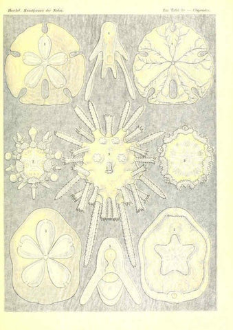 Reproducción/Reproduction 6197317893: Kunstformen der Natur Leipzig und Wien :Verlag des Bibliographischen Instituts,1904