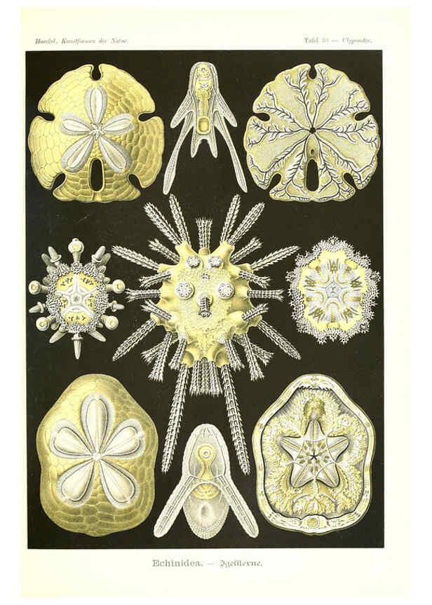 Reproducción/Reproduction 6197318031: Kunstformen der Natur Leipzig und Wien :Verlag des Bibliographischen Instituts,1904