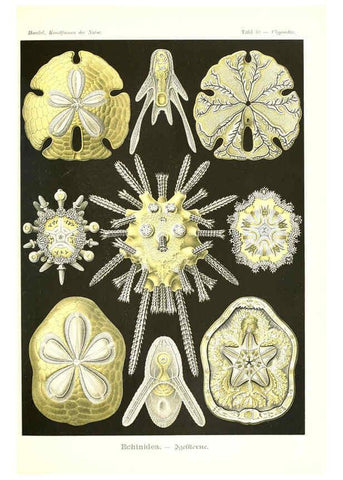 Reproducción/Reproduction 6197318031: Kunstformen der Natur Leipzig und Wien :Verlag des Bibliographischen Instituts,1904