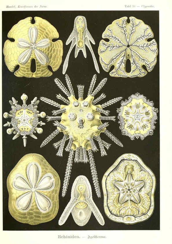 Reproducción/Reproduction 6197318031: Kunstformen der Natur Leipzig und Wien :Verlag des Bibliographischen Instituts,1904